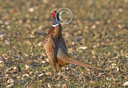 Pheasants Crowing